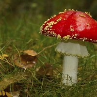 Buy canvas prints of Amanita muscaria by Paul Holman Photography