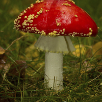 Buy canvas prints of Fly Agaric Mushroom by Paul Holman Photography