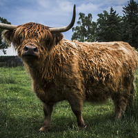 Buy canvas prints of Highland Cow by Paul Holman Photography