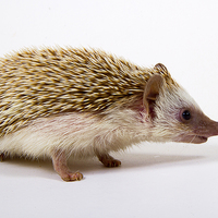 Buy canvas prints of Pygmy Hedgehog by Paul Holman Photography