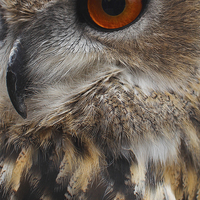 Buy canvas prints of  Eagle Eye by Paul Holman Photography