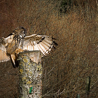 Buy canvas prints of European Eagle Owl by Paul Holman Photography