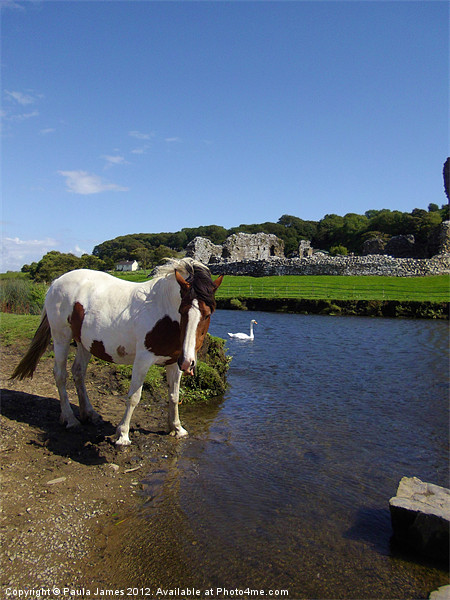 Ogmore River and Castle, Horse and Swan Picture Board by Paula J James