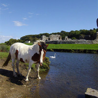 Buy canvas prints of Ogmore River and Castle, Horse and Swan by Paula J James