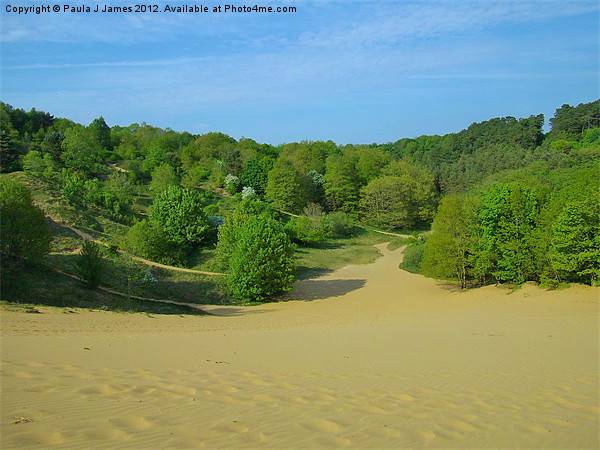 Merthyr Mawr Sand Dunes Picture Board by Paula J James
