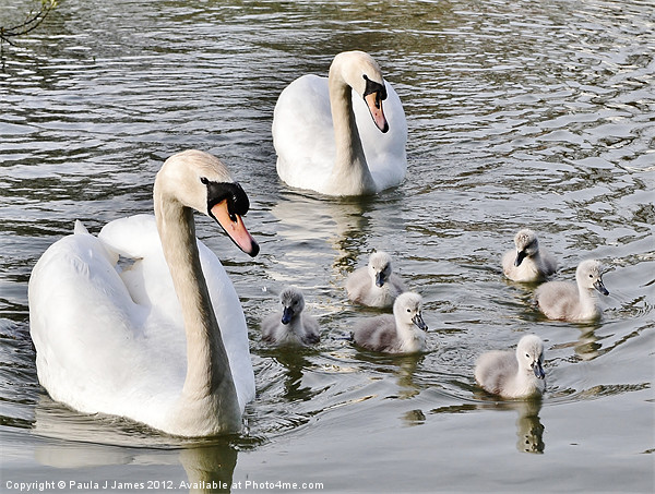 Swans & Cygnets Picture Board by Paula J James