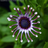 Buy canvas prints of African Spoon Daisy by Paula J James