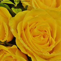 Buy canvas prints of Yellow Roses by Paula J James