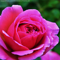 Buy canvas prints of Pink Rose by Paula J James