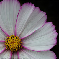 Buy canvas prints of Cosmos by Paula J James