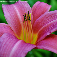 Buy canvas prints of Pink Lily by Paula J James