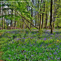 Buy canvas prints of Bluebell Wood by Paula J James