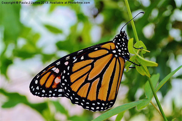 Monarch Butterfly Picture Board by Paula J James