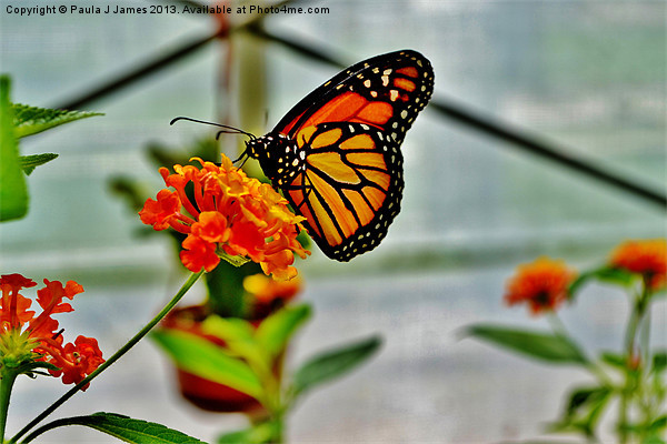 Monarch Butterfly Picture Board by Paula J James