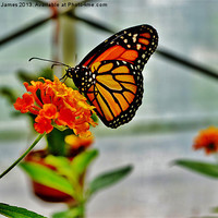 Buy canvas prints of Monarch Butterfly by Paula J James