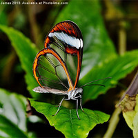 Buy canvas prints of Glasswinged Butterfly by Paula J James