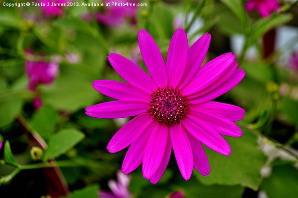 Senetti Picture Board by Paula J James