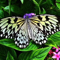 Buy canvas prints of White Tree Nymph Butterfly by Paula J James