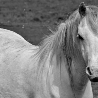 Buy canvas prints of White Horse by Paula J James