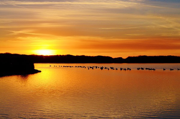 Geese at Sunset Picture Board by Paula J James