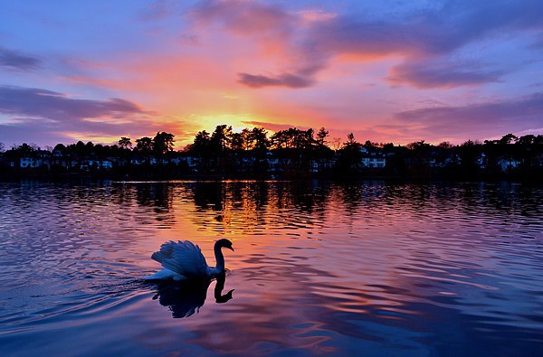 Sunset over Roath Park Lake Picture Board by Paula J James