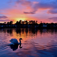 Buy canvas prints of Sunset over Roath Park Lake by Paula J James