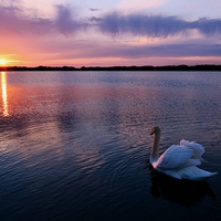 Buy canvas prints of Swan at Sunset by Paula J James