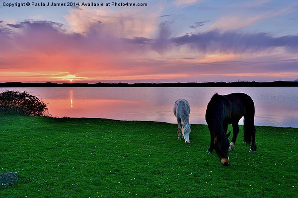 Horses at Sunset Picture Board by Paula J James