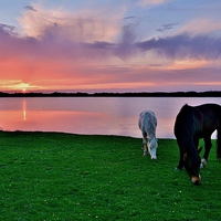 Buy canvas prints of Horses at Sunset by Paula J James