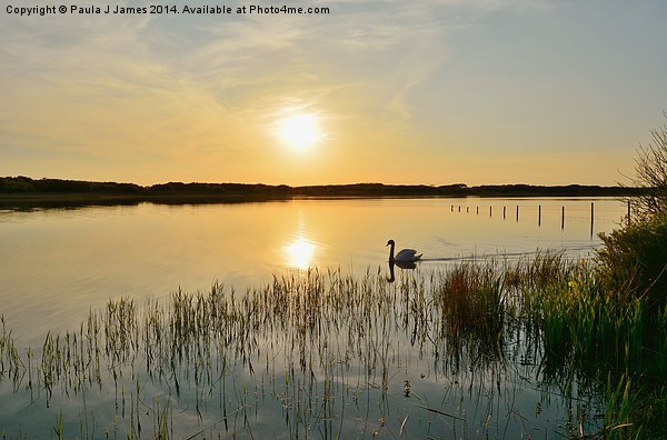 Swan at Sunset Picture Board by Paula J James