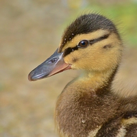 Buy canvas prints of Duckling by Paula J James