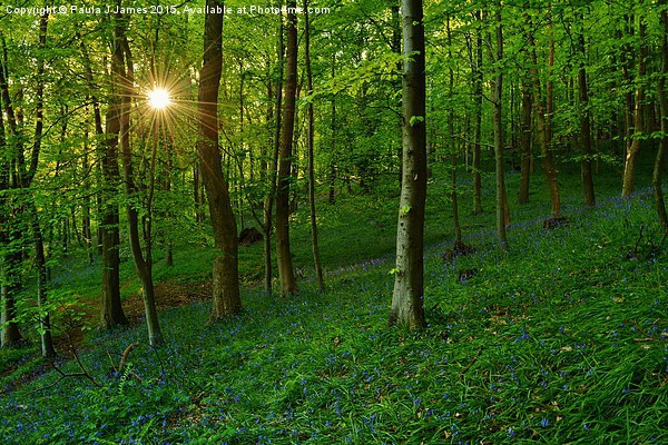  Bluebell Woods at Sunset Picture Board by Paula J James
