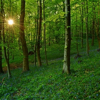 Buy canvas prints of  Bluebell Woods at Sunset by Paula J James