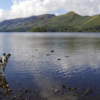 Buy canvas prints of  DOG HAVING A PADDLE IN DERWENTWATER IN KESWICK by JEAN FITZHUGH