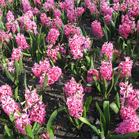 Buy canvas prints of Display of pink Hyacinths by JEAN FITZHUGH