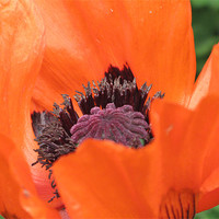 Buy canvas prints of Red Poppy Flower by JEAN FITZHUGH