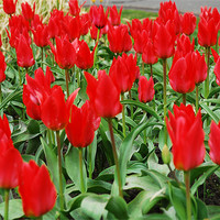 Buy canvas prints of Red Tulips by JEAN FITZHUGH