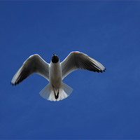 Buy canvas prints of Seagull  and The Deep Blue Sky by JEAN FITZHUGH