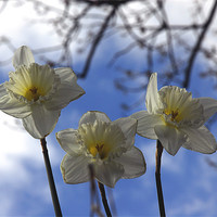 Buy canvas prints of Daffodils and the Blue Sky by JEAN FITZHUGH