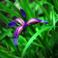 Buy canvas prints of Bluey Purple Iris by JEAN FITZHUGH