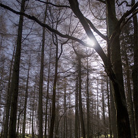 Buy canvas prints of Forest Light. by Peter Carroll