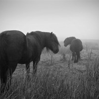 Buy canvas prints of Two Horses Black and White by Peter Carroll