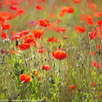 Buy canvas prints of Poppy Peacefulness  by David Pyatt