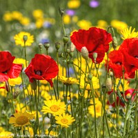 Buy canvas prints of Summers Day Poppies  by David Pyatt