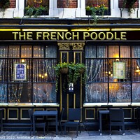 Buy canvas prints of French Poodle Pub by David Pyatt