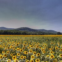 Buy canvas prints of Sunflower Peace by David Pyatt