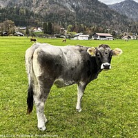 Buy canvas prints of Tyrolean Grey Cow  by David Pyatt