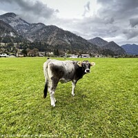 Buy canvas prints of Tyrolean Cow Austria by David Pyatt