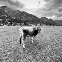 Buy canvas prints of Tyrolean Grey Cow Salzburg  by David Pyatt