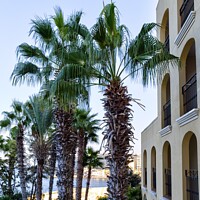 Buy canvas prints of Malta Hotel And Palm Trees  by David Pyatt